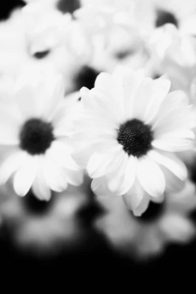 Schwarz Und Weiß Blumiger Hintergrund Weiße Chrysanthemenblüten — Stockfoto