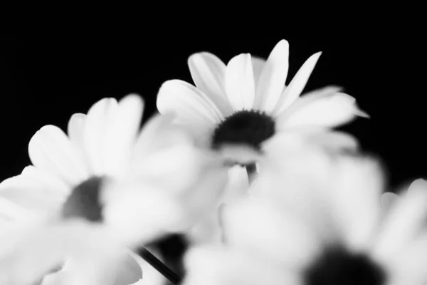 Macrofotografia Bianco Nero Fiori Crisantemo Bagnati Gocce Acqua Petali Bianchi — Foto Stock