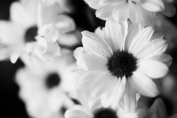 Svart Och Vit Makrofotografi Våta Krysantemum Blommor Vattendroppar Vita Kronblad — Stockfoto