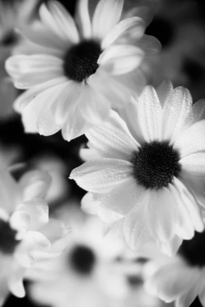 Macrofotografía Blanco Negro Flores Crisantemo Húmedo Gotas Agua Sobre Pétalos —  Fotos de Stock