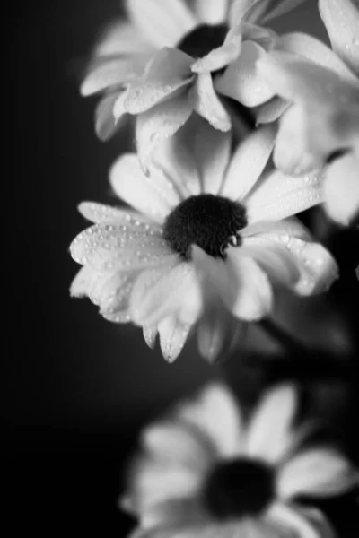 Svart Och Vit Makrofotografi Våta Krysantemum Blommor Vattendroppar Vita Kronblad — Stockfoto