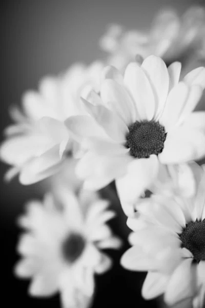 Macrofotografía Blanco Negro Flores Crisantemo Húmedo Gotas Agua Sobre Pétalos —  Fotos de Stock