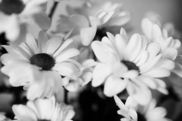 Macrofotografía Blanco Negro Flores Crisantemo Húmedo Gotas Agua Sobre Pétalos —  Fotos de Stock