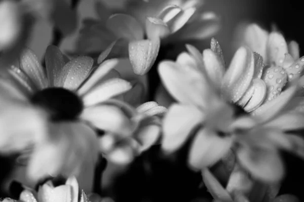 湿式菊の花の黒と白のマクロ写真 白い花弁に水滴 — ストック写真