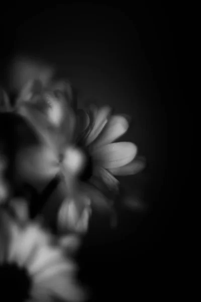 Macrofotografía Blanco Negro Flores Crisantemo Húmedo Gotas Agua Sobre Pétalos — Foto de Stock