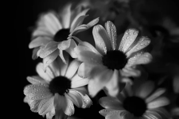 Fekete Fehér Makrofotózás Nedves Krizantém Virágok Vízcsepp Fehér Szirmok — Stock Fotó
