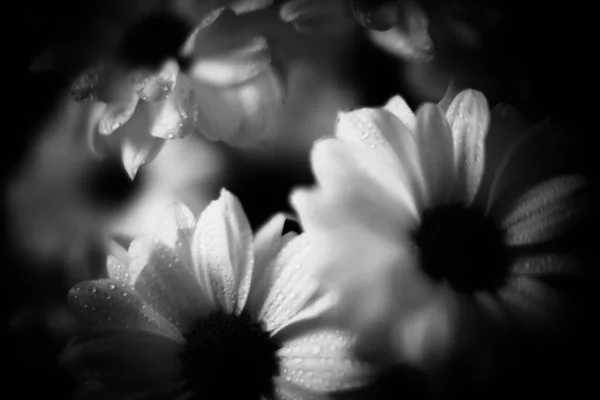 Черно Белая Макрофотография Влажных Цветков Хризантемы Капли Воды Белых Лепестках — стоковое фото