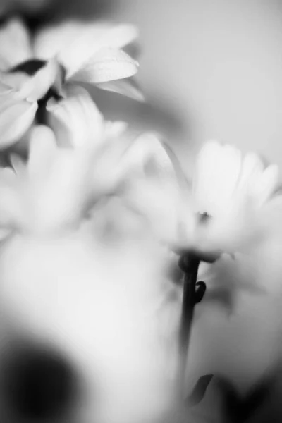 Macrofotografia Bianco Nero Fiori Crisantemo Bagnati Gocce Acqua Petali Bianchi — Foto Stock