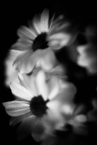 Zwart Wit Macrofotografie Van Natte Chrysant Bloemen Waterdruppels Witte Bloemblaadjes — Stockfoto