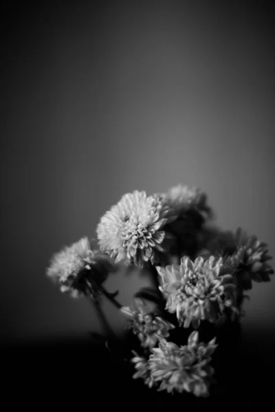 Черно Белая Фотография Цветка Астер Макрофотография Букета Свежих Цветов Нейтральном — стоковое фото