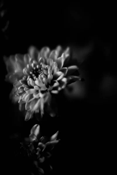 Foto Preto Branco Uma Flor Aster Foto Macro Buquê Flores — Fotografia de Stock