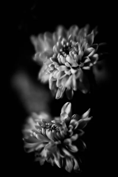 阿斯特花的黑白照片 中性模糊背景下一束鲜花的宏观照片 — 图库照片