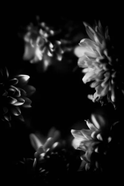 Black White Photo Aster Flower Macro Photo Bouquet Fresh Flowers — Stock Photo, Image