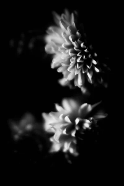 Черно Белая Фотография Цветка Астер Макрофотография Букета Свежих Цветов Нейтральном — стоковое фото
