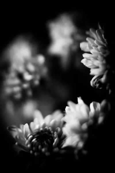 Foto Blanco Negro Una Flor Aster Macro Foto Ramo Flores — Foto de Stock