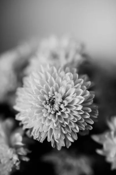 Foto Blanco Negro Una Flor Aster Macro Foto Ramo Flores —  Fotos de Stock