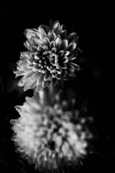 Fekete Fehér Fotó Egy Aster Virág Makró Fotó Egy Csokor — Stock Fotó