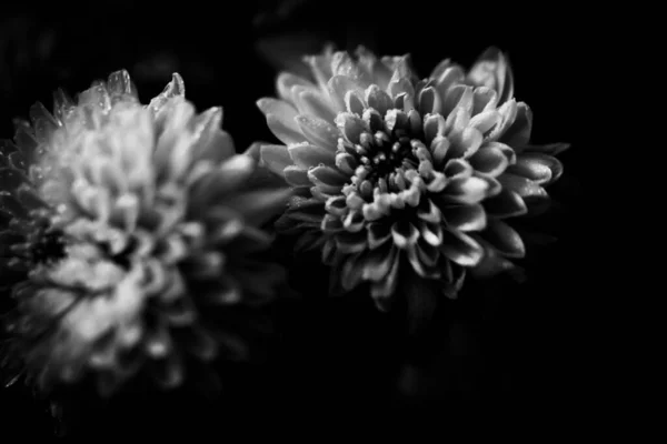 Photo Noir Blanc Une Fleur Aster Macro Photo Bouquet Fleurs — Photo