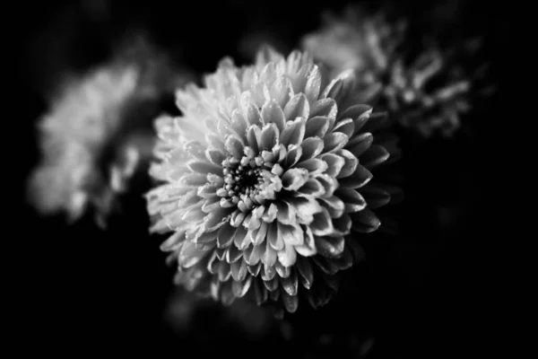 Foto Preto Branco Uma Flor Aster Foto Macro Buquê Flores — Fotografia de Stock