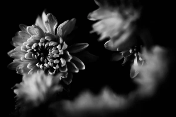 Bir Aster Çiçeğinin Siyah Beyaz Fotoğrafı Tarafsız Bulanık Bir Arkaplanda — Stok fotoğraf