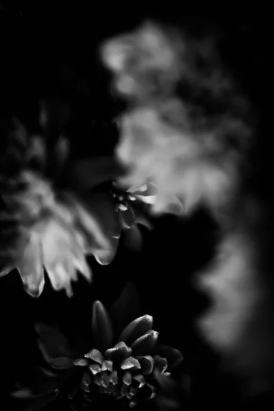 アスターの花の黒と白の写真 ニュートラルな背景に新鮮な花の花束のマクロ写真 — ストック写真