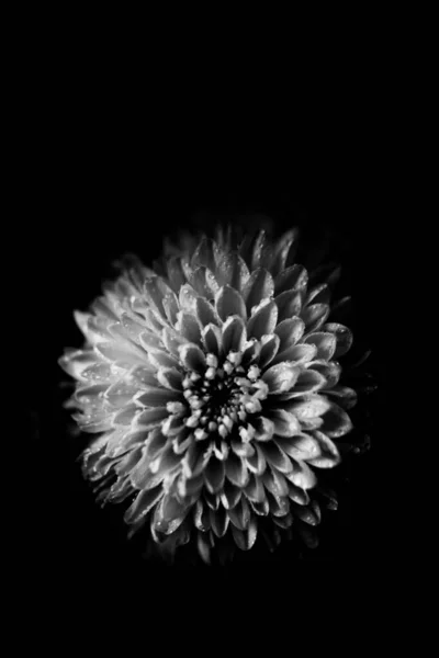 Foto Blanco Negro Una Flor Aster Macro Foto Ramo Flores — Foto de Stock