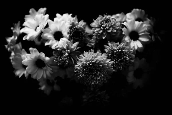 Black and white floral background, white chrysanthemum flowers