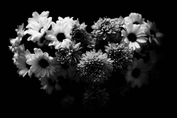 Black White Floral Background White Chrysanthemum Flowers — Stock Photo, Image