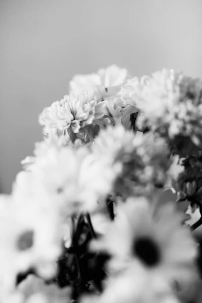 アスターの花の黒と白の写真 ニュートラルな背景に新鮮な花の花束のマクロ写真 — ストック写真