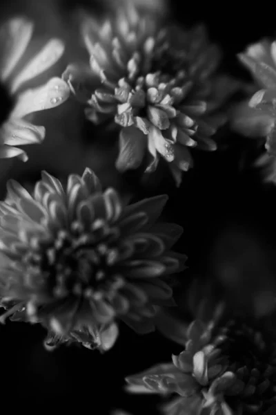 Fond Floral Noir Blanc Fleurs Chrysanthème Blanc — Photo