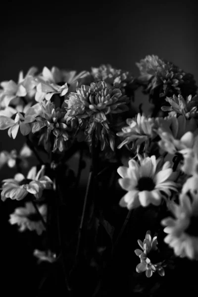 Fekete Fehér Virágos Háttér Fehér Krizantém Virágok — Stock Fotó