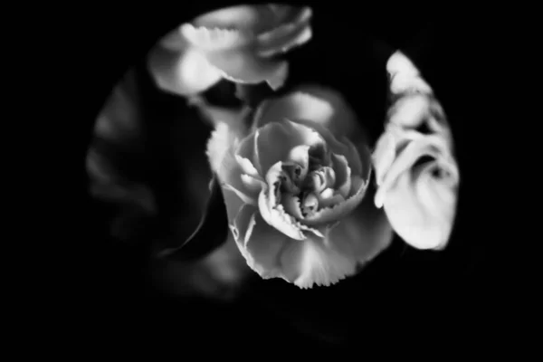 Bonito Buquê Casamento Close Uma Combinação Plantas Tropicais Eucalipto Rosas — Fotografia de Stock