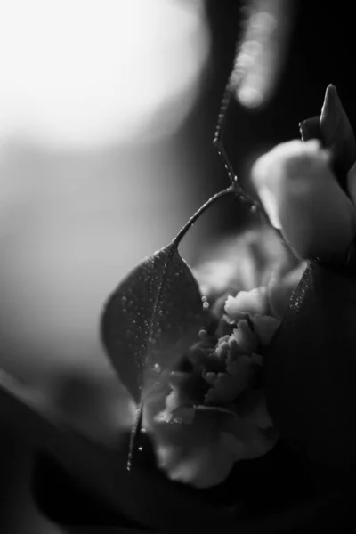 อดอกไม งงานท สวยงามใกล การรวมก นของพ ชเขตร คาล สและดอกก หลาบ — ภาพถ่ายสต็อก