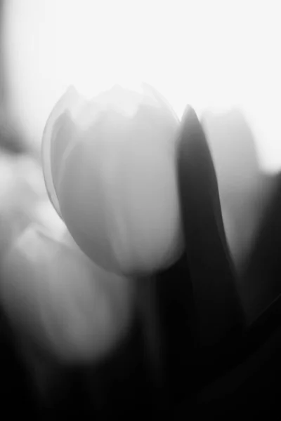 Bellissimo Bouquet Tulipani Freschi Sfondo Scuro Spazio Testo Concetto Minimalismo — Foto Stock