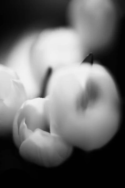 Gyönyörű Csokor Friss Tulipán Sötét Háttérrel Helyet Szövegnek Minimalizmus Fogalma — Stock Fotó