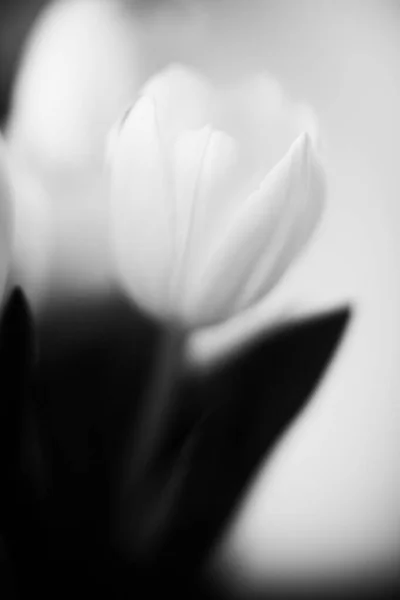Гарний Букет Свіжих Тюльпанів Темному Тлі Простір Тексту Поняття Мінімалізму — стокове фото