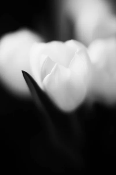 어두운 배경에 튤립의 아름다운 꽃다발이 문자를 미니멀리즘이라는 — 스톡 사진