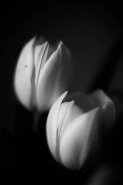 Piękny Bukiet Świeżych Tulipanów Ciemnym Tle Miejsce Tekst Koncepcja Minimalizmu — Zdjęcie stockowe