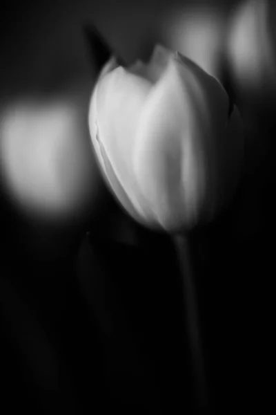 어두운 배경에 튤립의 아름다운 꽃다발이 문자를 미니멀리즘이라는 — 스톡 사진
