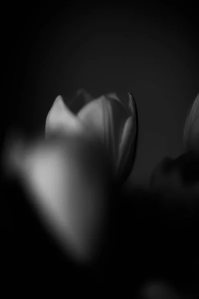 Beau Bouquet Tulipes Fraîches Sur Fond Sombre Espace Pour Texte — Photo
