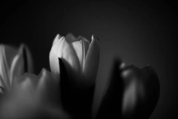 Beautiful Bouquet Fresh Tulips Dark Background Space Text Concept Minimalism — Stock Photo, Image