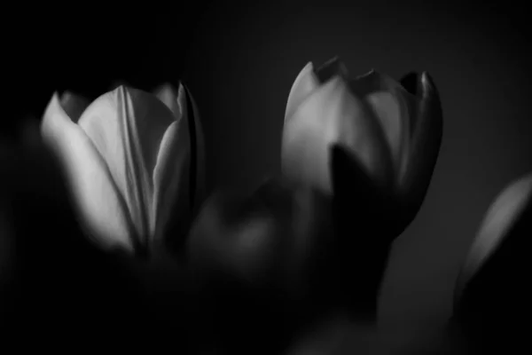 Beau Bouquet Tulipes Fraîches Sur Fond Sombre Espace Pour Texte — Photo