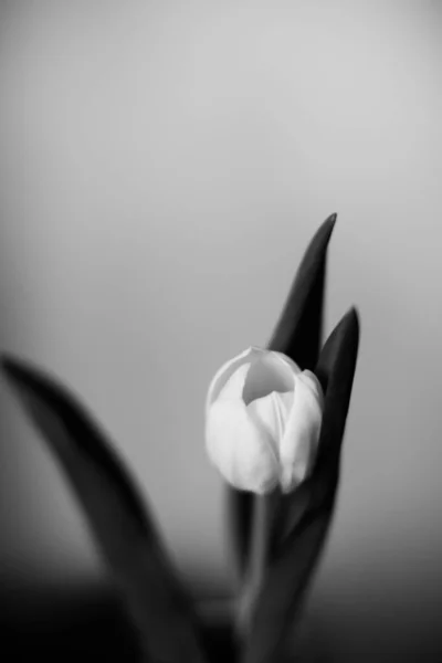 Prachtige Zwart Wit Kunstfoto Van Frisse Tulpen Macrofotografie Vervaging Schittering — Stockfoto