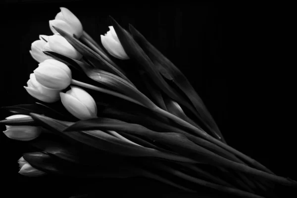 Makró Fotó Egy Csokor Tulipán Vízcseppek Szirmok Levelek Növény Fekete — Stock Fotó