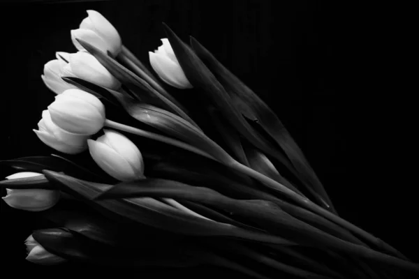 Macro Photo Bouquet Tulips Water Drops Petals Leaves Plant Black — Stock Photo, Image