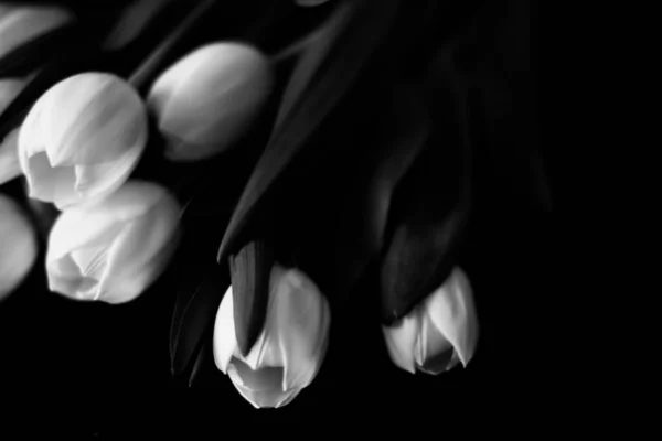 Macro Photo Bouquet Tulipes Avec Des Gouttes Eau Sur Les — Photo