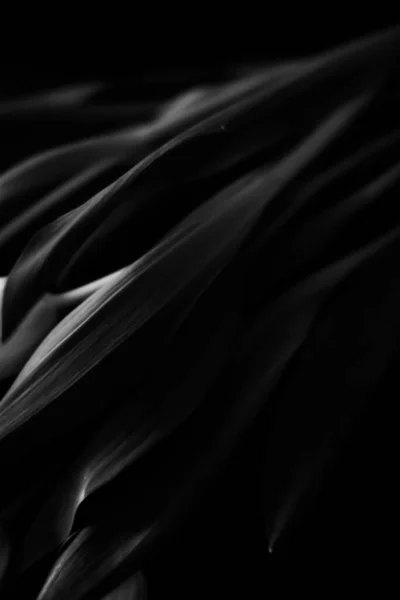 Черно Белое Фото Растений Капли Дождя Темных Листьях — стоковое фото