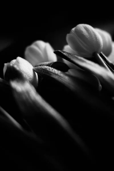 Makro Fotografie Kytice Tulipánů Kapkami Vody Okvětních Lístcích Listech Rostliny — Stock fotografie