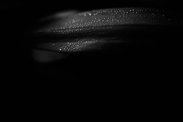 Ασπρόμαυρη Φωτογραφία Φυτών Σταγόνες Βροχής Σκούρα Φύλλα — Φωτογραφία Αρχείου