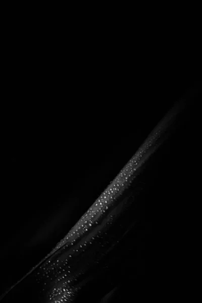 Черно Белое Фото Растений Капли Дождя Темных Листьях — стоковое фото